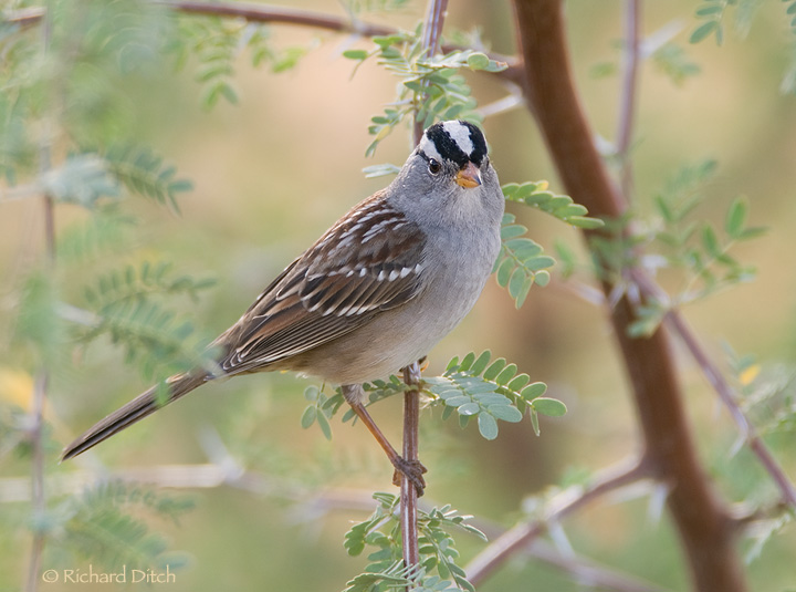 http://richditch.files.wordpress.com/2009/10/white-crowned-sparrow-388a-720.jpg?w=720&h=535