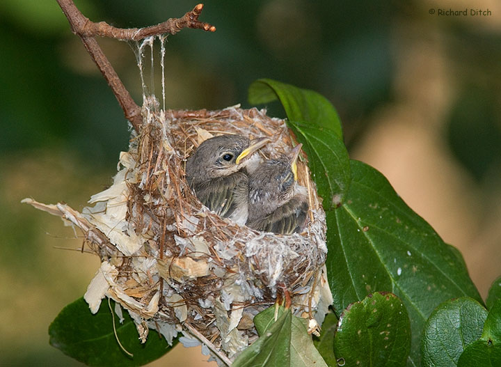 Bell's Vireo nest exposed by pruning