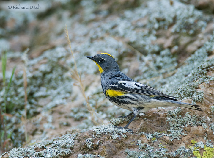 Yellow-rumped Warbler - western Audubon's form