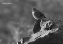 Mourning Dove (B&W)